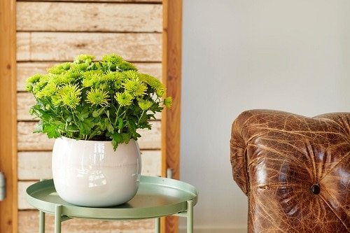 Plants that Increase Humidity Indoors 3