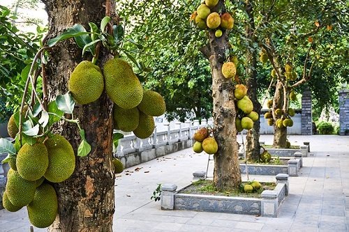 Vastu Plants for Home-Mango Tree