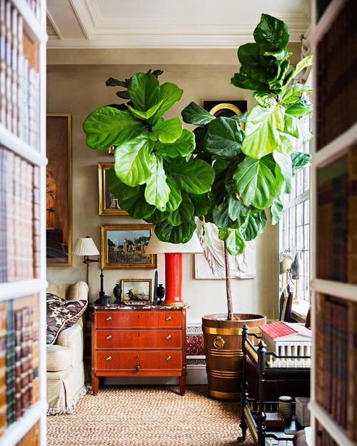 Indoor Fiddle Leaf Fig Decor Ideas 17