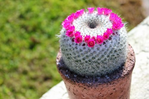 Best Flowering Cactus Plants 10