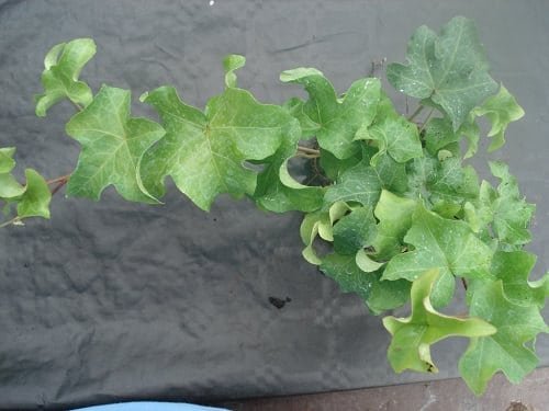 Types of Ivy Houseplants 9