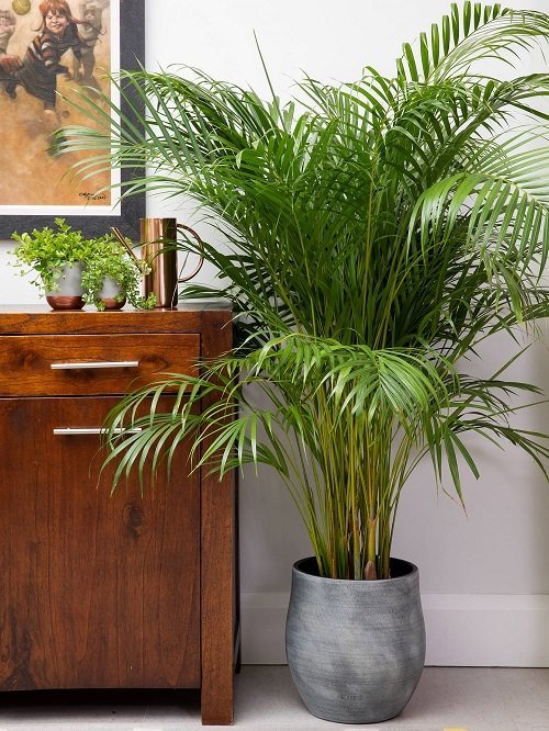 Growing Areca Palm Indoors 