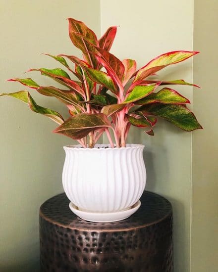 35 Indoor Plants According to Color Psychology & How They Affect You