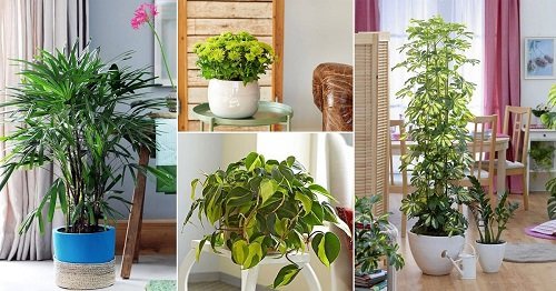Dry air in your home can lead to many health problems, which is why you should grow Indoor Plants that Increase Humidity for ideal relative humidity.