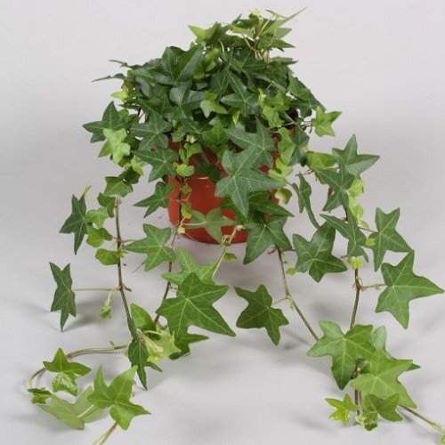 Types of Ivy Houseplants 10