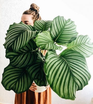 36 Unbelievable Variegated Indoor Plants with Patterns