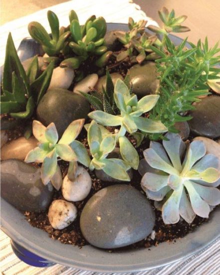 94 Best DIY Succulent Arrangement Ideas & Projects