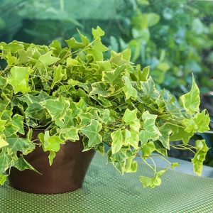 26 Types of Ivy Houseplants | Best English Ivy Varieties