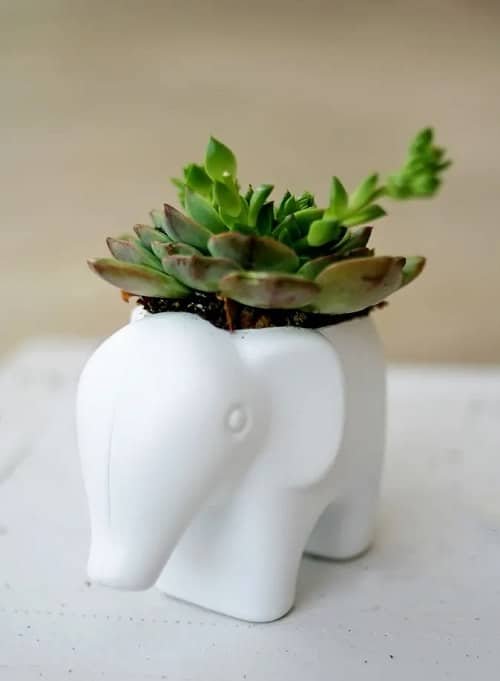 DIY Succulent Planter Ideas 10