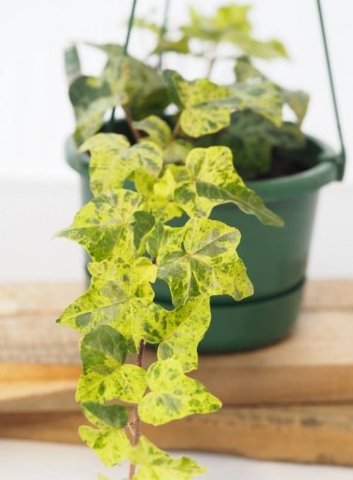 Types of Ivy Houseplants 11