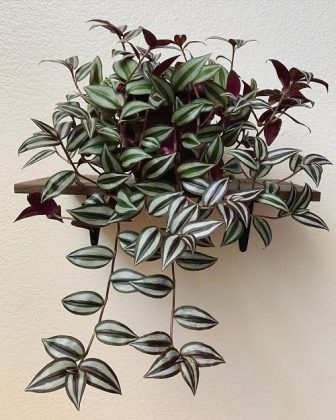 43 Trendy Houseplants for Girl's Room | Balcony Garden Web