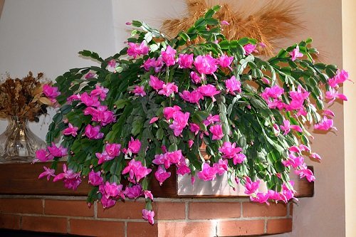 Best Flowering Cactus Plants 13