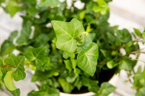 Types of Ivy Houseplants 12
