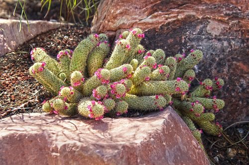Best Flowering Cactus Plants 14