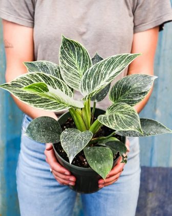 17 Best Variegated Philodendrons | Colourful Philodendron Varieties