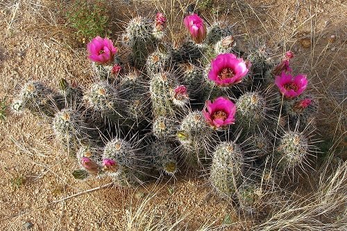 Best Flowering Cactus Plants 15