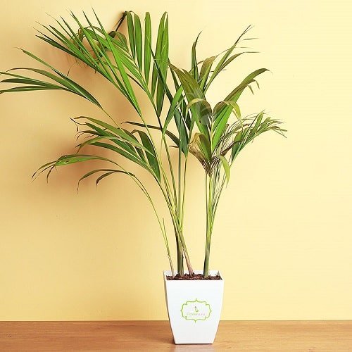 Growing Areca Palm Indoors 2