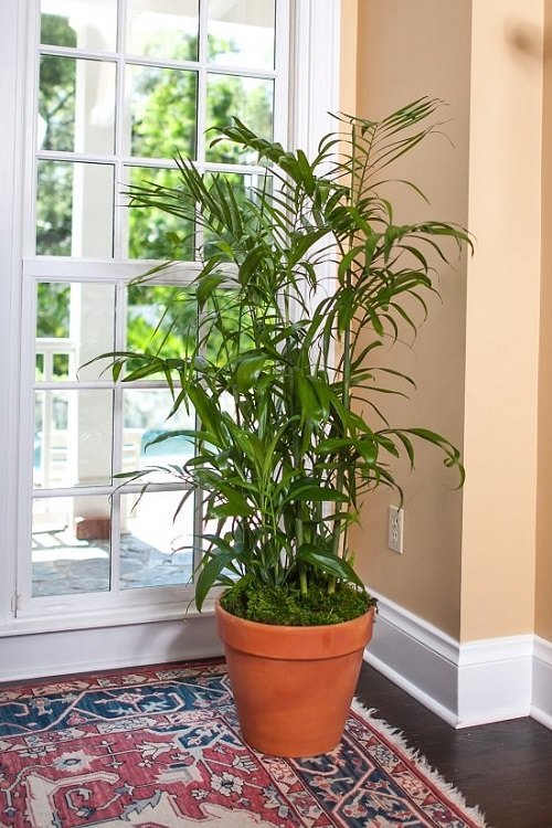 20 Indoor Plants That Increase Humidity & Reduce Dry Air In Homes