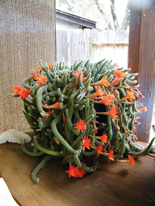 Best Flowering Cactus Plants 2