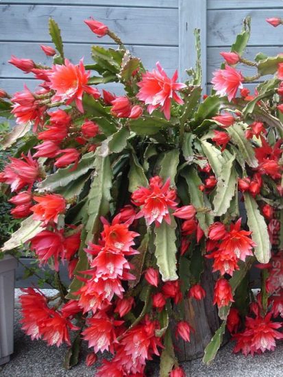 39 Best Flowering Cactus Plants | Balcony Garden Web