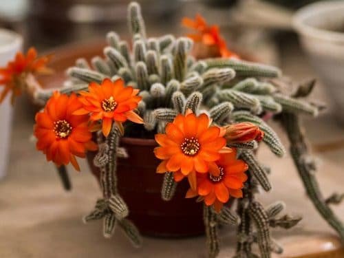 Best Flowering Cactus Plants 16