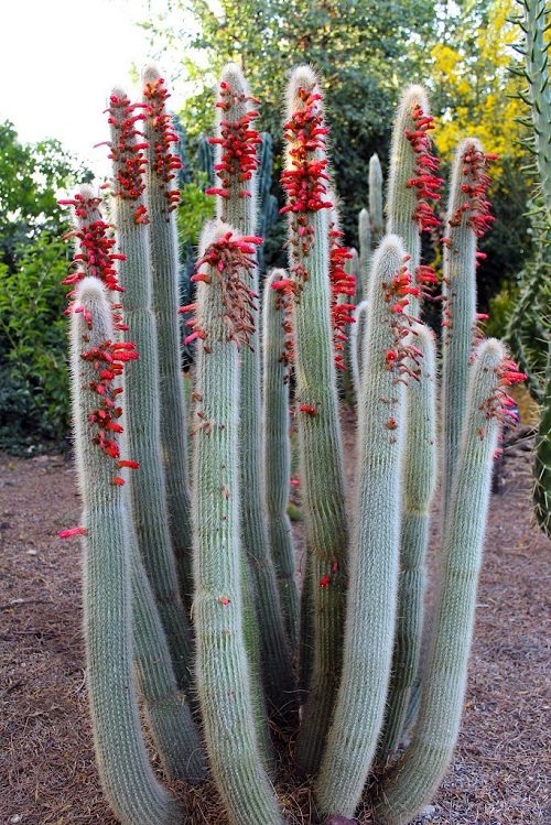 Best Flowering Cactus Plants 18