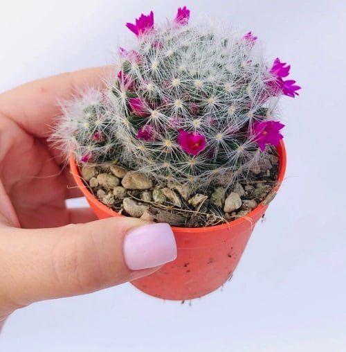 Best Flowering Cactus Plants 19