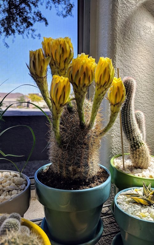 Best Flowering Cactus Plants 20