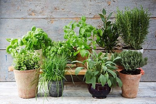 Practical Tips for Starting a Balcony Herb Garden 2