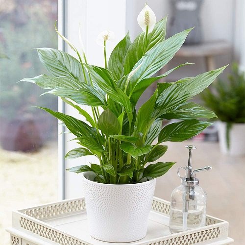 Vastu Plants for Home-Peace Lily
