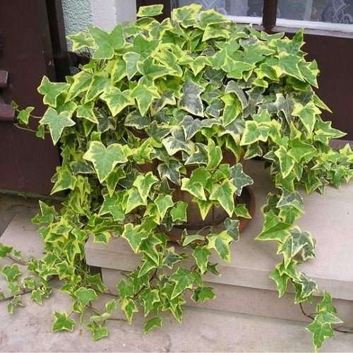 Types of Ivy Houseplants 3