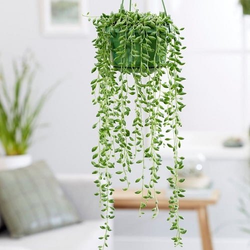 String Succulents that Hang 3