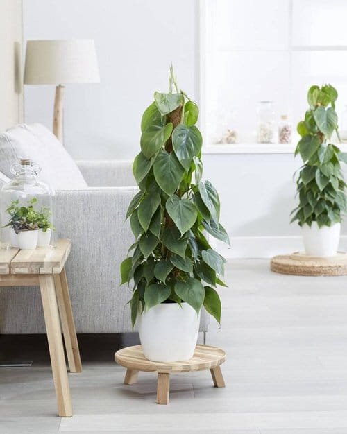 Indoor Plants According to Zodiac Signs 3