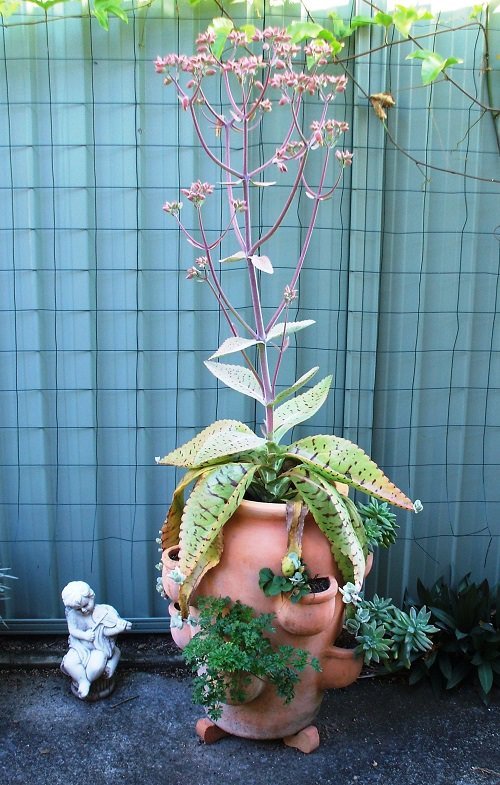 Succulents that Grow like a Weed 4