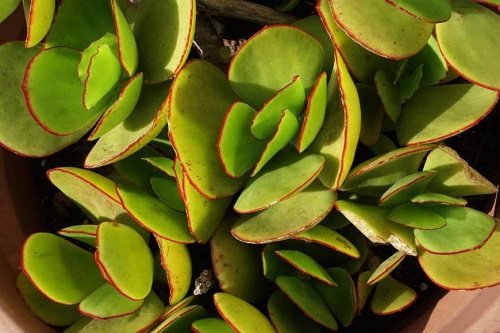 Types of Jade Plants 4