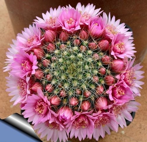 Best Flowering Cactus Plants 4
