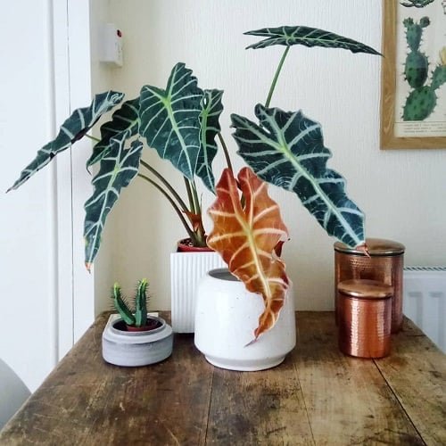 Variegated Indoor Plants 35
