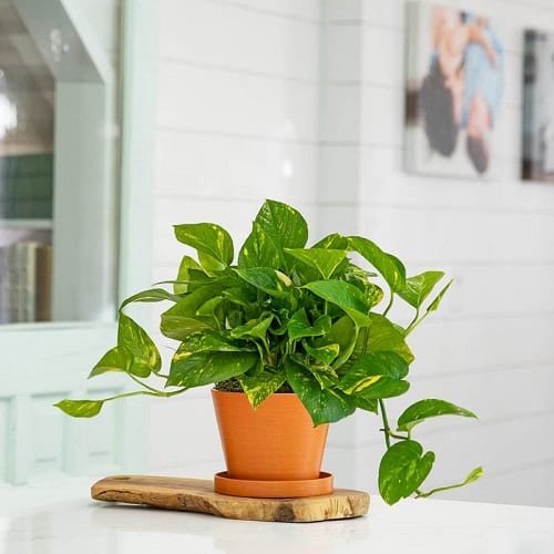 Plants that Increase Humidity Indoors 5