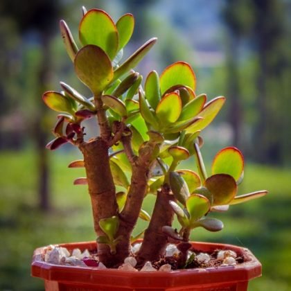32 Types of Jade Plants | Best Jade Varieties | Balcony Garden Web