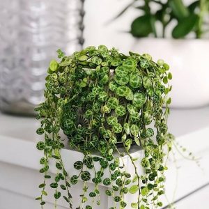 22 Best String Succulents that Hang | Popular String Plants