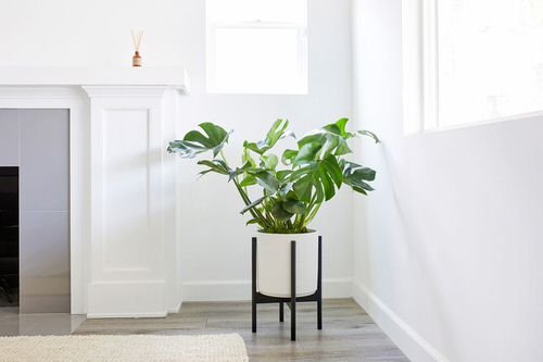 Indoor Plants for a Minimalist Home 3