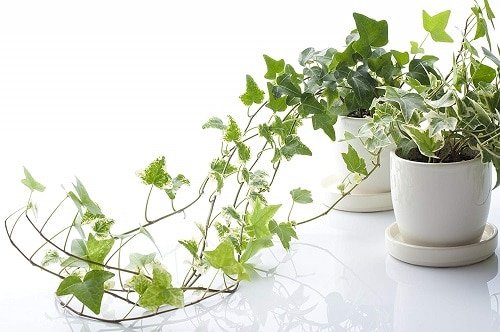Types of Ivy Houseplants 5