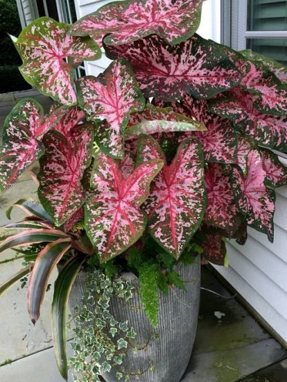 96 Most Beautiful Types of Caladiums | Best Caladium Varieties