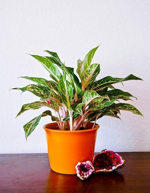 Chinese Evergreen Care Indoors 