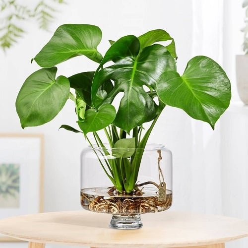 Types of Monstera to Grow in Water