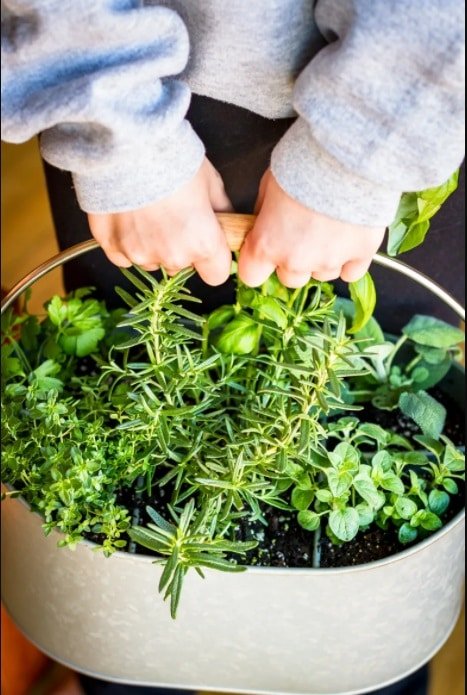 DIY Herb Garden 4