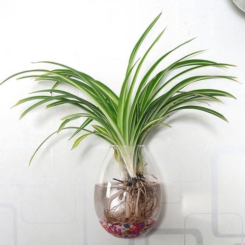 How to Grow and Care for Spider Plants