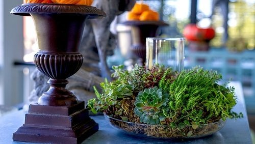 Indoor Succulent Combination Ideas 10