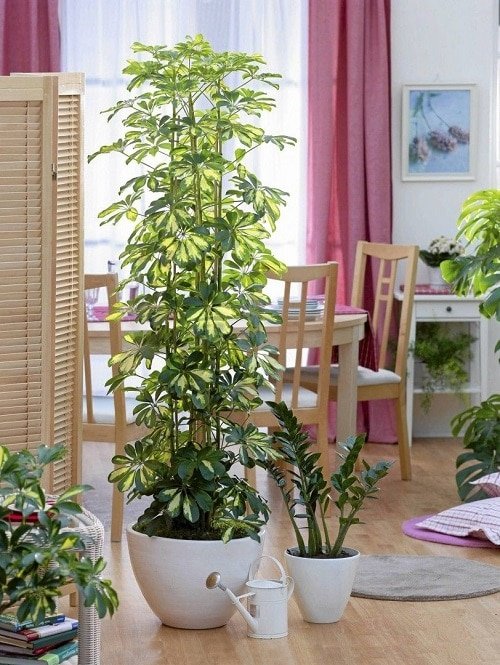 Plants that Increase Humidity Indoors 8