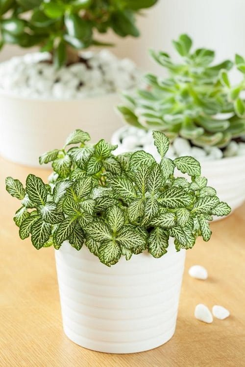 Buy Indoor Plant Pots Online, Decorative Houseplant Planter - Succulents Box